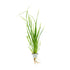 Cyperus helferi  clip