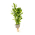 Hygrophila polysperma  clip
