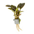 Lagenandra meeboldii 'Red'  clip