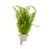 Myriophyllum mattogrossense  clip