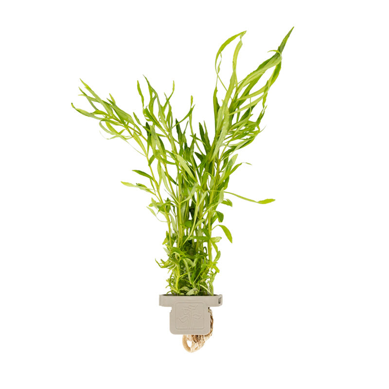 Pogostemon quadrifolius  clip