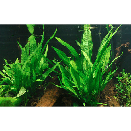 Microsorum pteropus Nr.11ca. 20-25 cm på rod - Maxi Zoo Danmark