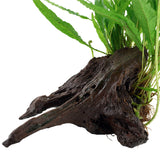 Microsorum pteropus Nr.11ca. 20-25 cm på rod - Maxi Zoo Danmark