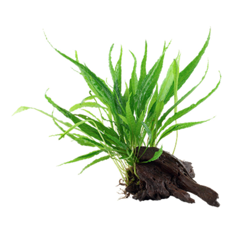 Microsorum pteropus Nr.11ca. 20-25 cm på rod - Maxi Zoo Danmark