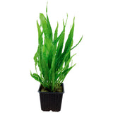 Microsorum pteropus Nr.12 ca. 15-30 cm XL potte - Maxi Zoo Danmark