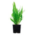 Microsorum pteropus Nr.12 ca. 15-30 cm XL potte - Maxi Zoo Danmark