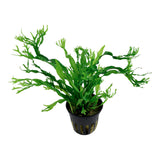 Microsorum pteropus Windeløv ca. 10-12 cm