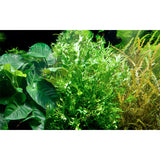 Microsorum pteropus Windeløv ca. 10-12 cm