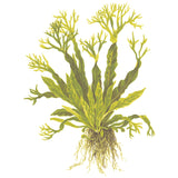 Microsorum pteropus Windeløv ca. 10-12 cm