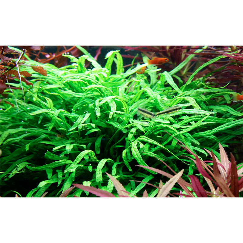 Microsorum pteropus 'Trident' Nr.11 ca. 15-20 cm på rod - Maxi Zoo Danmark