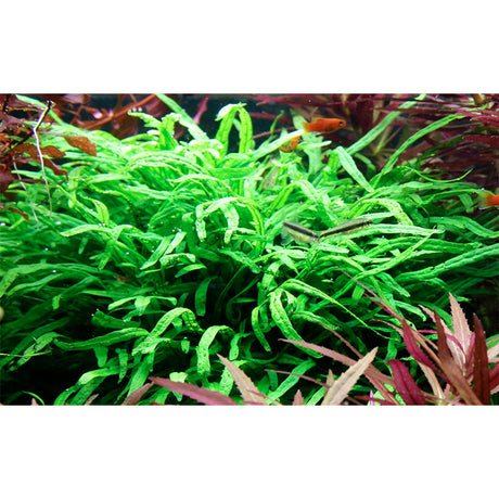 Microsorum pteropus 'Trident' Nr.11 ca. 15-20 cm på rod - Maxi Zoo Danmark