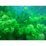 Cabomba aquatica Nr.3 bundtplante - Maxi Zoo Danmark