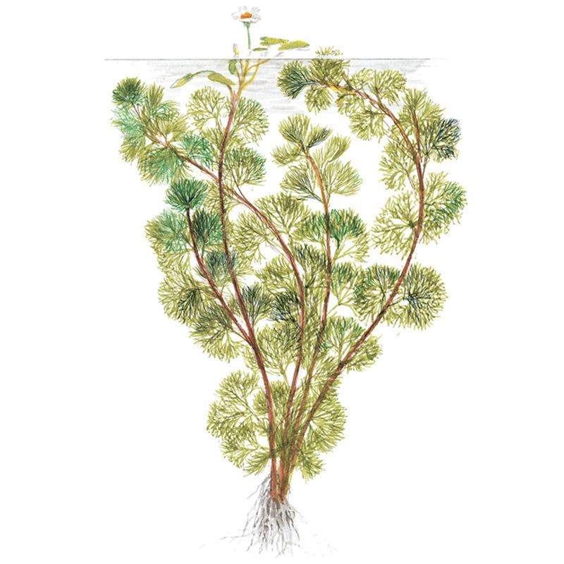 Cabomba aquatica Nr.3 bundtplante - Maxi Zoo Danmark