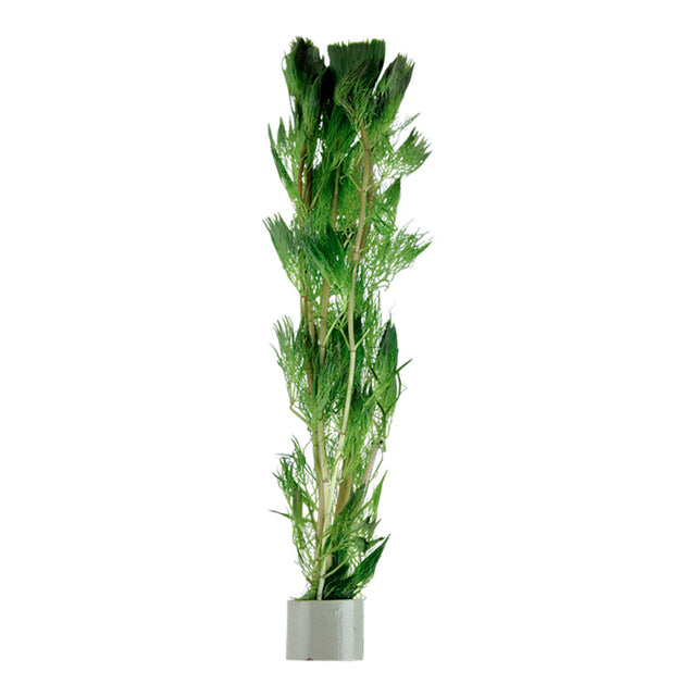 Cabomba aquatica Nr.3 bundtplante - Maxi Zoo Danmark