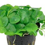 Hydrocotyle verticilla Nr.6 ca. 3-7 cm - Maxi Zoo Danmark