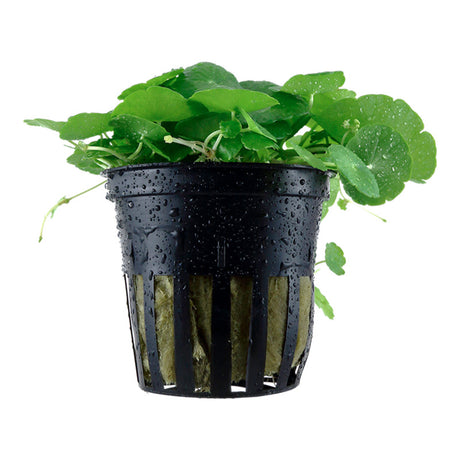 Hydrocotyle verticilla Nr.6 ca. 3-7 cm - Maxi Zoo Danmark
