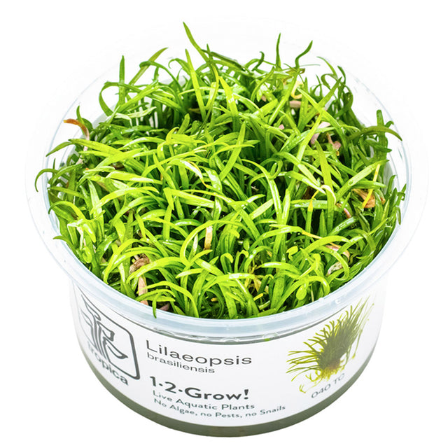 Lilaeopsis brasiliensis Nr.8 1-2-Grow! - Maxi Zoo Danmark