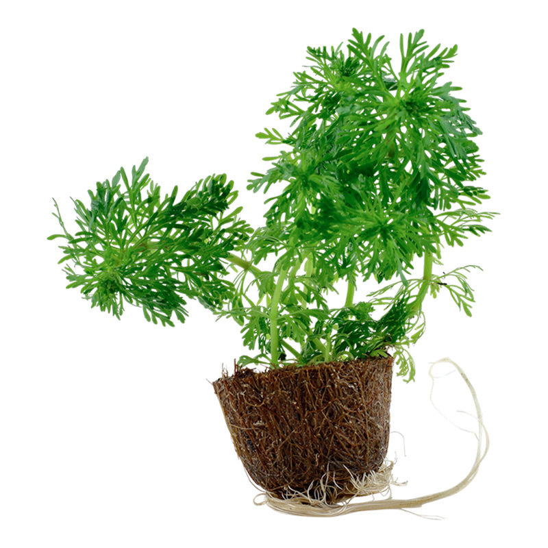 Limnophila sessiliflora Nr.4 minipotte 1 stk - Maxi Zoo Danmark