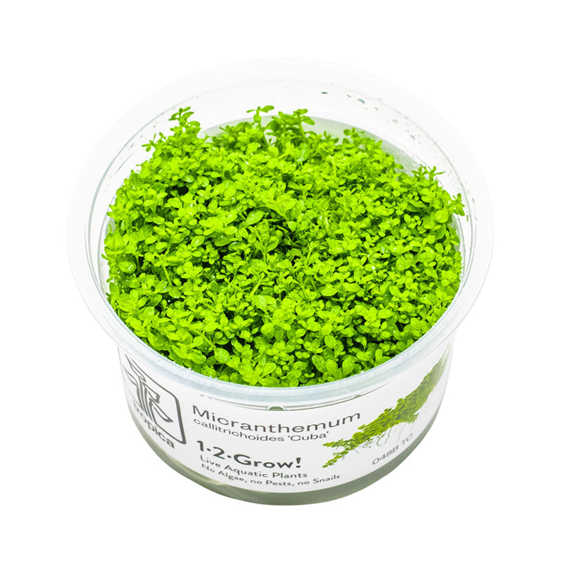 Fisk Levende planter