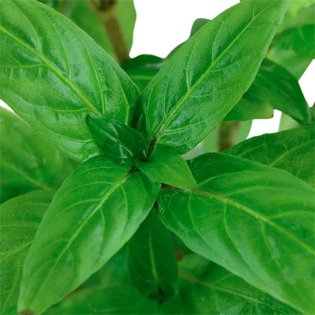 Staurogyne repens Nr.8 ca. 3-10 cm potte - Maxi Zoo Danmark