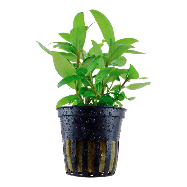 Staurogyne repens Nr.8 ca. 3-10 cm potte - Maxi Zoo Danmark
