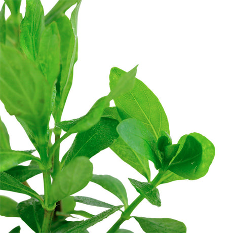 Hygrophila polysperma Nr.6 ca. 25-40 cm - Maxi Zoo Danmark