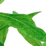 Hygrophila polysperma Nr.6 ca. 25-40 cm - Maxi Zoo Danmark