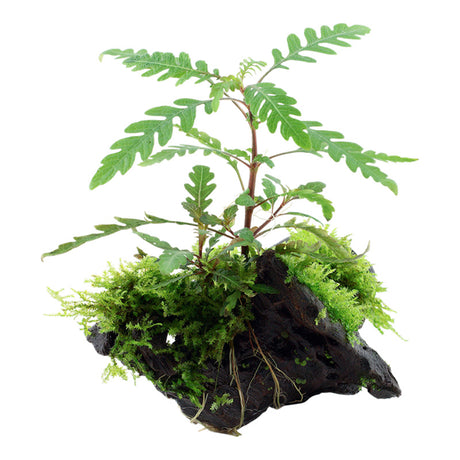 Hygrophila pinnatifida and moss Nr.10 på rod - Maxi Zoo Danmark