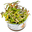 Hygrophila lancea 'Araguaia' Nr.8 1-2-Grow! - Maxi Zoo Danmark