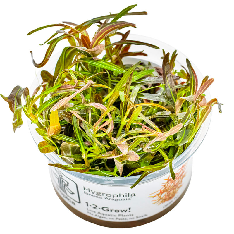 Hygrophila lancea 'Araguaia' Nr.8 1-2-Grow!