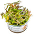 Hygrophila lancea 'Araguaia' Nr.8 1-2-Grow! - Maxi Zoo Danmark