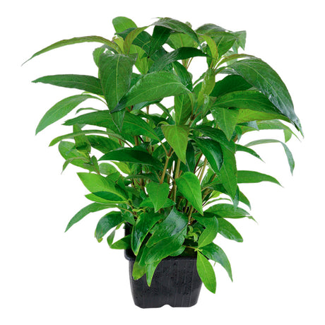 Hygrophila corymbosa 'Siamensis' Nr.10 ca. 15-40 cm XL potte - Maxi Zoo Danmark