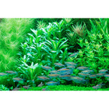 Lobelia cardinalis Nr.5 ca. 10-30 cm - Maxi Zoo Danmark