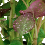Lobelia cardinalis Nr.5 ca. 10-30 cm - Maxi Zoo Danmark
