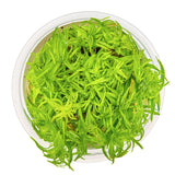 Pogostemon deccanensis Nr.8 1-2-Grow! - Maxi Zoo Danmark