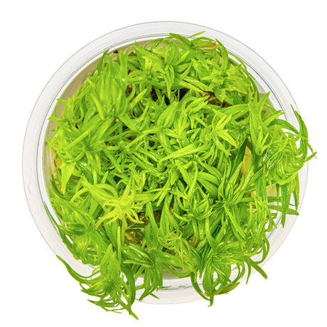 Pogostemon deccanensis Nr.8 1-2-Grow! - Maxi Zoo Danmark