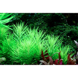 Pogostemon deccanensis Nr.8 1-2-Grow! - Maxi Zoo Danmark