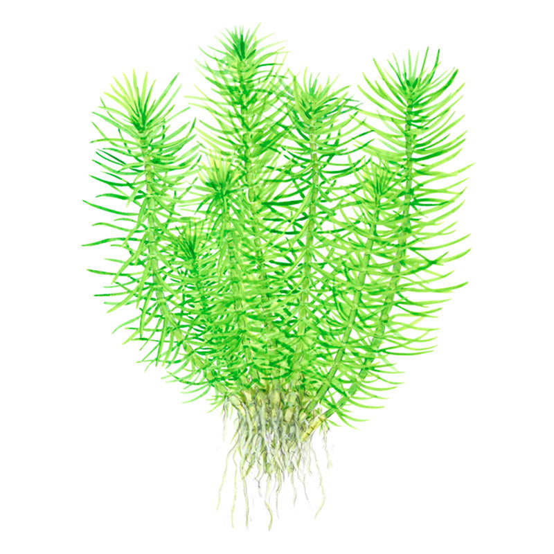 Pogostemon deccanensis Nr.8 1-2-Grow! - Maxi Zoo Danmark