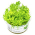Pogostemon deccanensis Nr.8 1-2-Grow! - Maxi Zoo Danmark