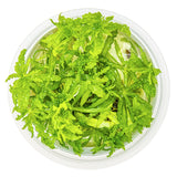 Progostemon Helferi Nr.8 ca. 3-10 cm - Maxi Zoo Danmark