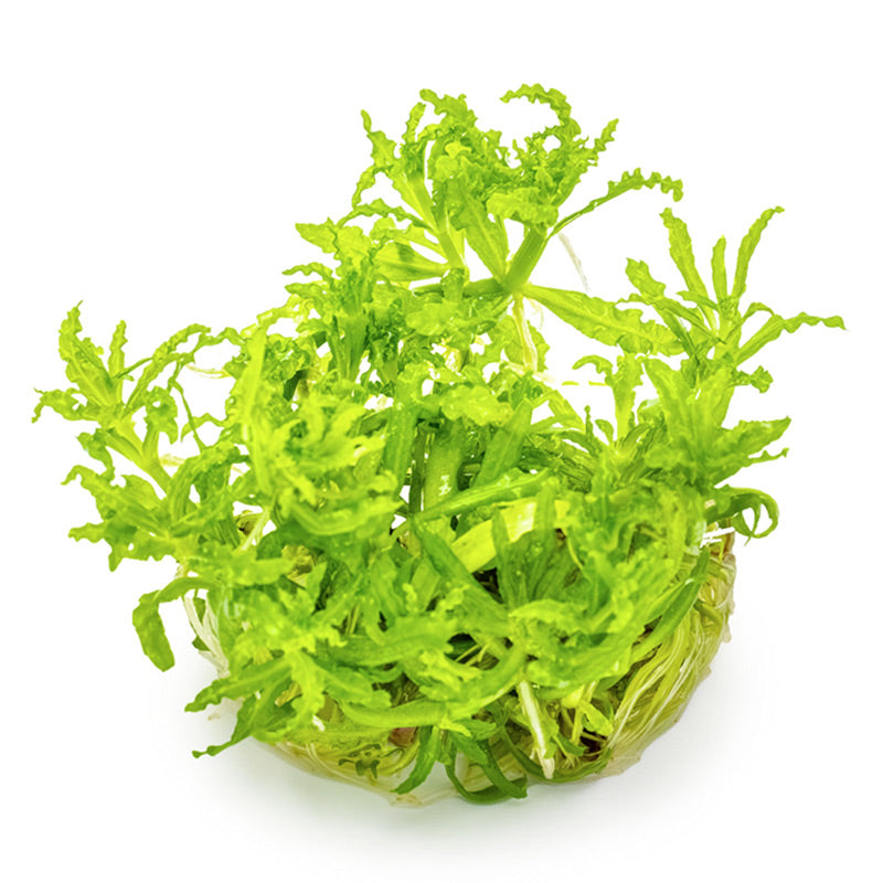 Progostemon Helferi Nr.8 ca. 3-10 cm - Maxi Zoo Danmark