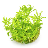 Progostemon Helferi Nr.8 ca. 3-10 cm - Maxi Zoo Danmark