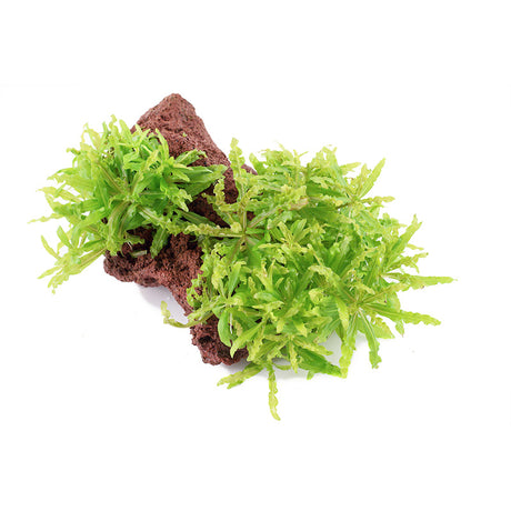 Pogostemon helferi Nr.10 ca. 10 cm på lavasten - Maxi Zoo Danmark