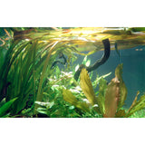 Vallisneria americana 'Gigantea' Nr.8 ca. 10-15 cm - Maxi Zoo Danmark