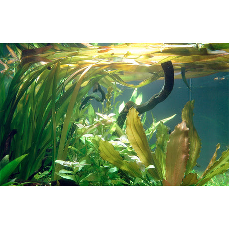 Vallisneria americana 'Gigantea' Nr.8 ca. 10-15 cm - Maxi Zoo Danmark