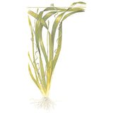 Vallisneria americana 'Gigantea' Nr.8 ca. 10-15 cm - Maxi Zoo Danmark