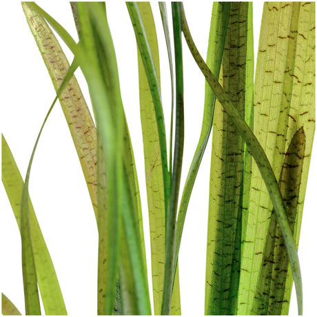 Vallisneria spiralis "Tiger" Nr.7 ca. 30-55 cm