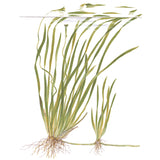 Vallisneria spiralis "Tiger" Nr.7 ca. 30-55 cm