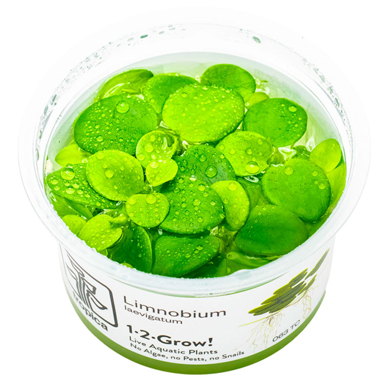 Limnobium laevigatum Nr.8 - Maxi Zoo Danmark