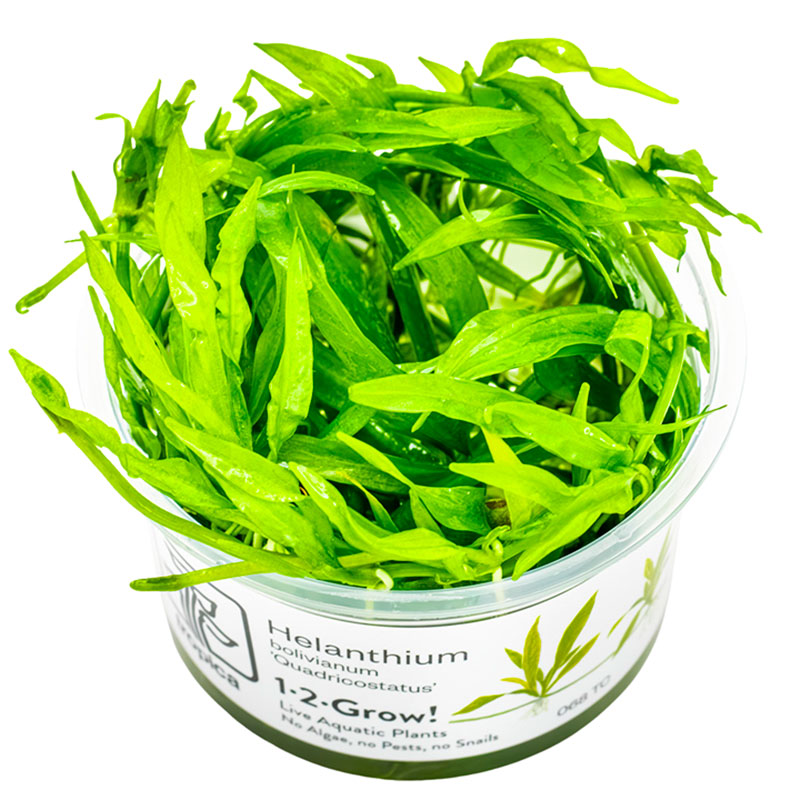 Helanthium bolivianum Nr.8 - Maxi Zoo Danmark